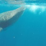 Schnorcheln mit den Walhaien vor Cancun