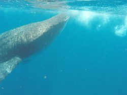 Schnorcheln mit den Walhaien vor Cancun