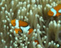 Nemo am Great Barrier Reef