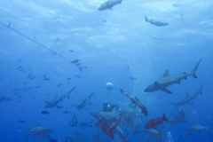 DCIM\100GOPRO\GOPR2181.JPG