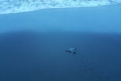 COSTA RICA: Baby-Schildkröte ins Meer begleiten.