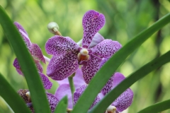 Singapore Botanischer-Orchideen Garten-2