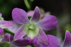 Singapore Botanischer-Orchideen Garten-9